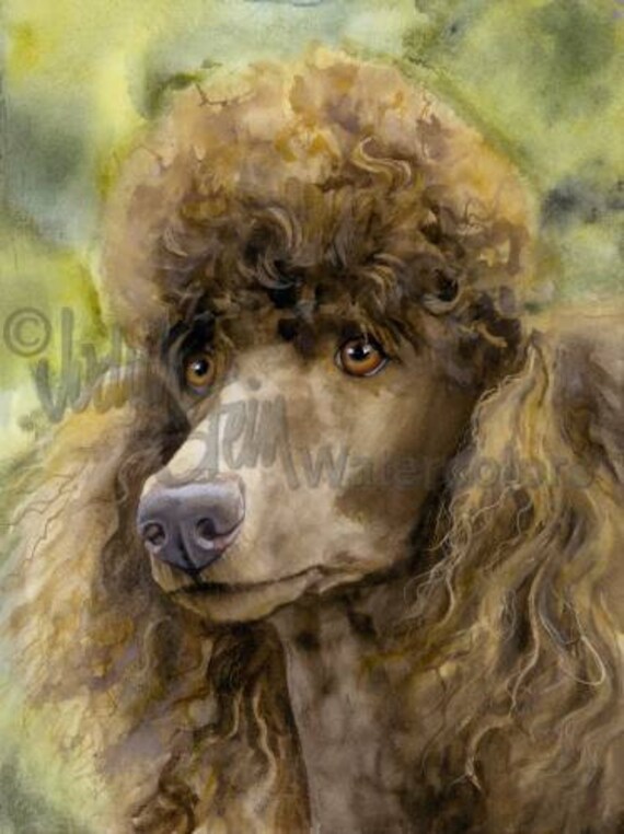 cafe au lait poodle