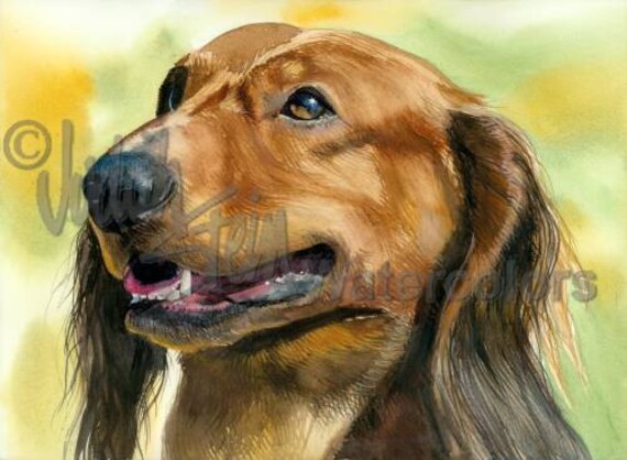 Dachshund Long Haired Coat Doxie Akc Hound Pet Portrait Etsy