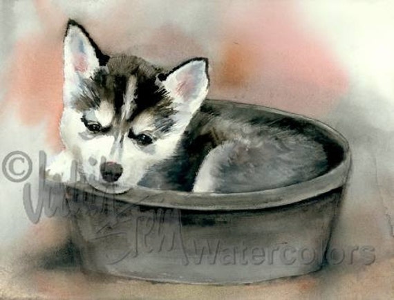 Klee Kai Siberian Husky Eskimo United Kennel Club Pet Etsy