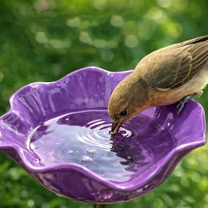 Könnte beinhalten: Ein kleiner brauner Vogel trinkt aus einem violetten Vogelbad mit gewelltem Rand. Das Vogelbad ist mit Wasser gefüllt, und es sind Wellen zu sehen. Der Hintergrund ist ein verschwommenes Grün, das auf eine Gartenumgebung hindeutet. Das Vogelbad ist ein dekoratives Gartenzubehör.