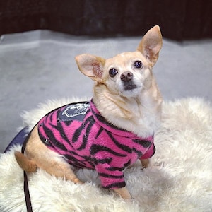May include: A small, tan and white chihuahua wearing a pink and black zebra-striped sweater with a black patch on the back. The dog is sitting on a white fluffy rug and looking up at the camera.
