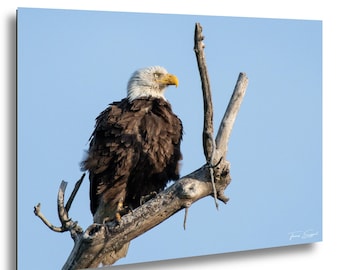 Bald Eagle On Tree Branch Photo Wildlife Bird Of Prey Wall Art Missouri Eagle Print Nature Photography