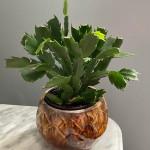 May include: A green Christmas cactus in a brown ceramic pot. The pot has a textured, geometric design. The plant has multiple green, segmented leaves and is placed on a white marble surface.