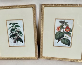 Pair of framed botanical litho prints ephemera Artist Louis Van Houte