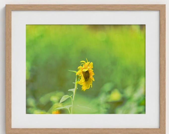 Featured listing image: Sunflower Wall Art, Botanical-Farmhouse Fine Art Photography Print (framed and unframed)