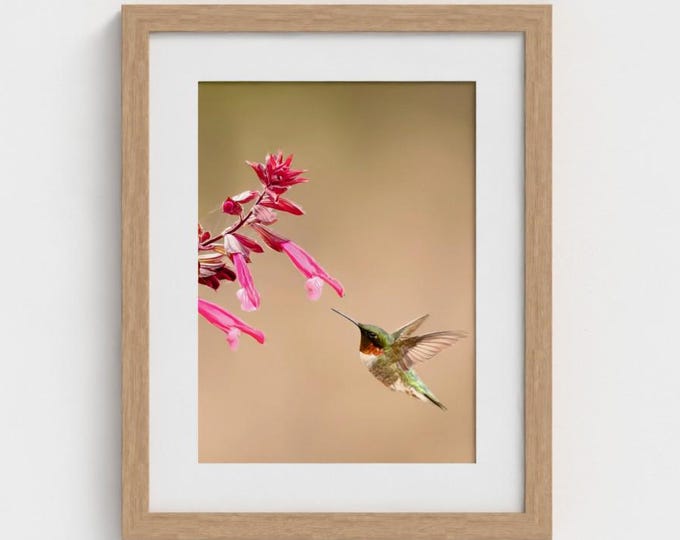 Featured listing image: Garden Wildlife Gift, Ruby-Throated Hummingbird and Crimson Salvia Fine Art Print