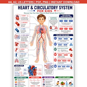 May include: An educational poster titled Heart & Circulatory System for Kids featuring a central illustration of a human body with visible red arteries and blue veins. The chart includes diagrams of the heart, lungs, and blood flow processes.