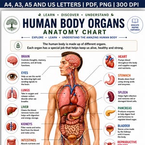 Puede incluir: Un gráfico educativo de anatomía titulado Human Body Organs que presenta una ilustración central de un torso humano con órganos internos etiquetados. El texto incluye Brain, Heart, Eyes, Stomach, Lungs, Spleen, Liver, Pancreas, Kidneys, Bladder e Intestines.