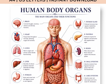 Organe des menschlichen Körpers Poster zum ausdrucken | Anatomie Lehrtafel PDF | Menschliche Anatomie Wandkunst | Biologie Klassenzimmer Dekor | Homeschool Wissenschaftslernen