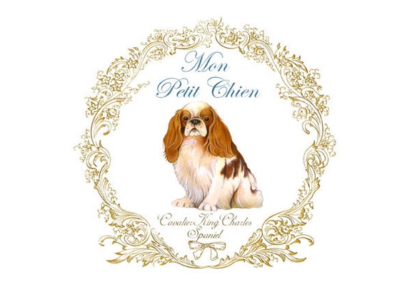30 Top Cavalier King Charles Pictures Photos Images