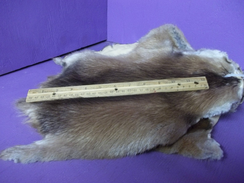 1 Real animal tanned muskrat fur pelt leather hide craft Etsy