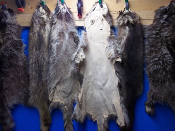 One Raccoon pelt tanned soft beautiful fur/hide/skin/USA animal rendezvous nice 