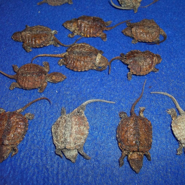 1 small freeze dried snapping turtle real WE ARE DEAD animal shell taxidermy part marine aquatic life