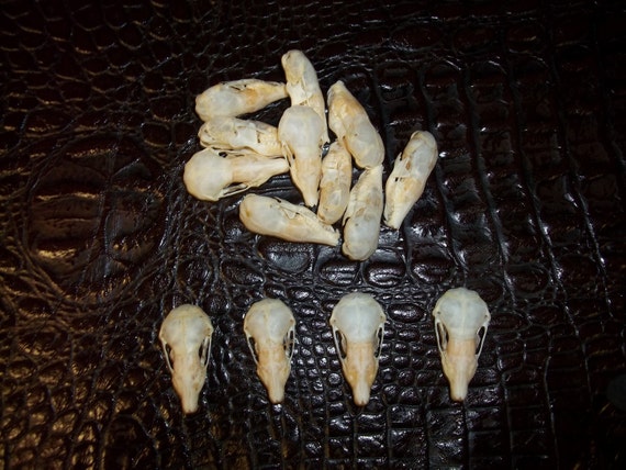 Real Animal Bone Mole Skull Teeth Head Rodent Mouse Mole Part Etsy Real Animal Bone Mole Skull Teeth Head Rodent Mouse Mole Part Etsy