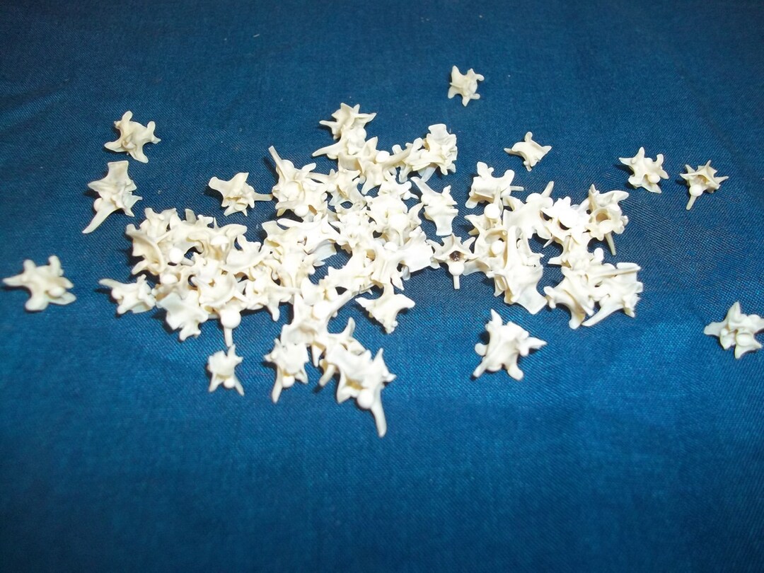 100 Real Animal Back Bone Rattle Snake Vertebra Skeleton Part Craft ...