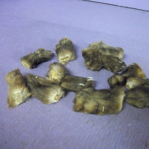 May include: A collection of small, brown animal paws with fur and visible claws, arranged on a purple surface. The paws vary in size and shape, with some showing the pads and others the fur.