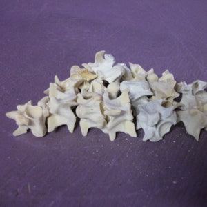 May include: A collection of off-white, bone-like vertebrae arranged on a purple surface. The vertebrae have a textured appearance and varying shapes, suggesting a natural origin. The arrangement is somewhat haphazard.