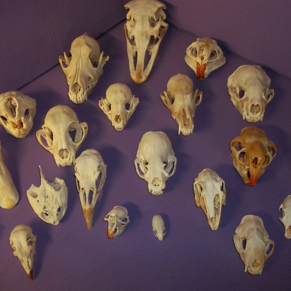 21 Real animal bone raccoon coyote beaver muskrat mink badger skunk bobcat fox turkey otter chicken turtle skull skeleton taxidermy part