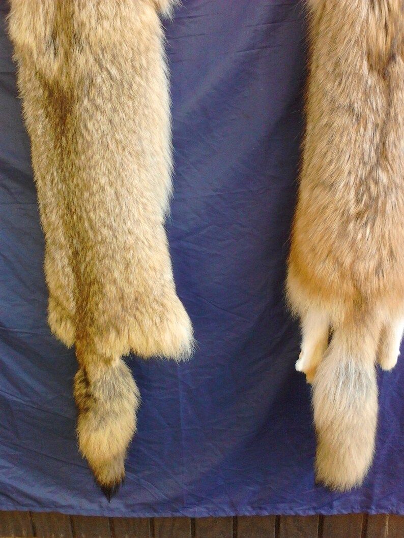 1 Real Tanned Red Coyote Fur Hide Pelt Real Animal Skin Etsy