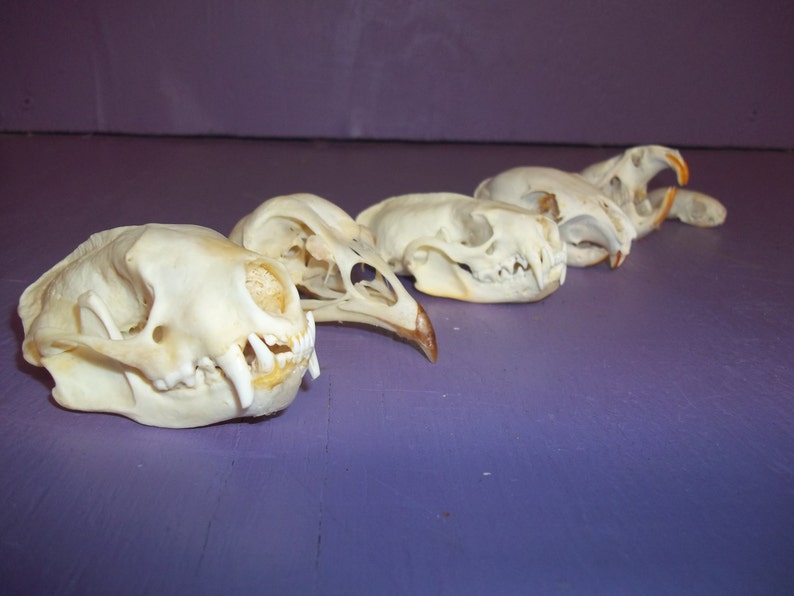 6 Real Animal Bone Head Skull Skunk Chicken Squirrel Ermine - Etsy