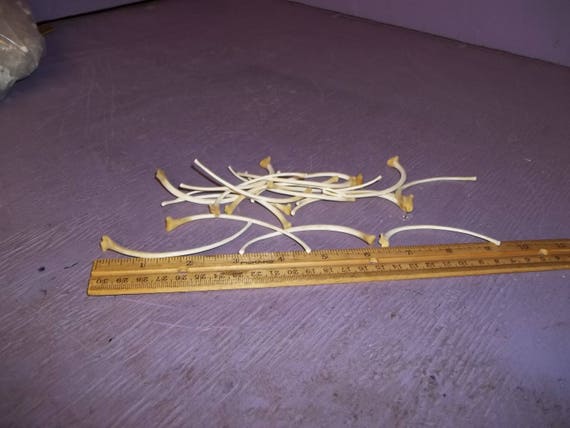 6 Very Large Real Animal Bone Florida Python Snake Rib - Etsy