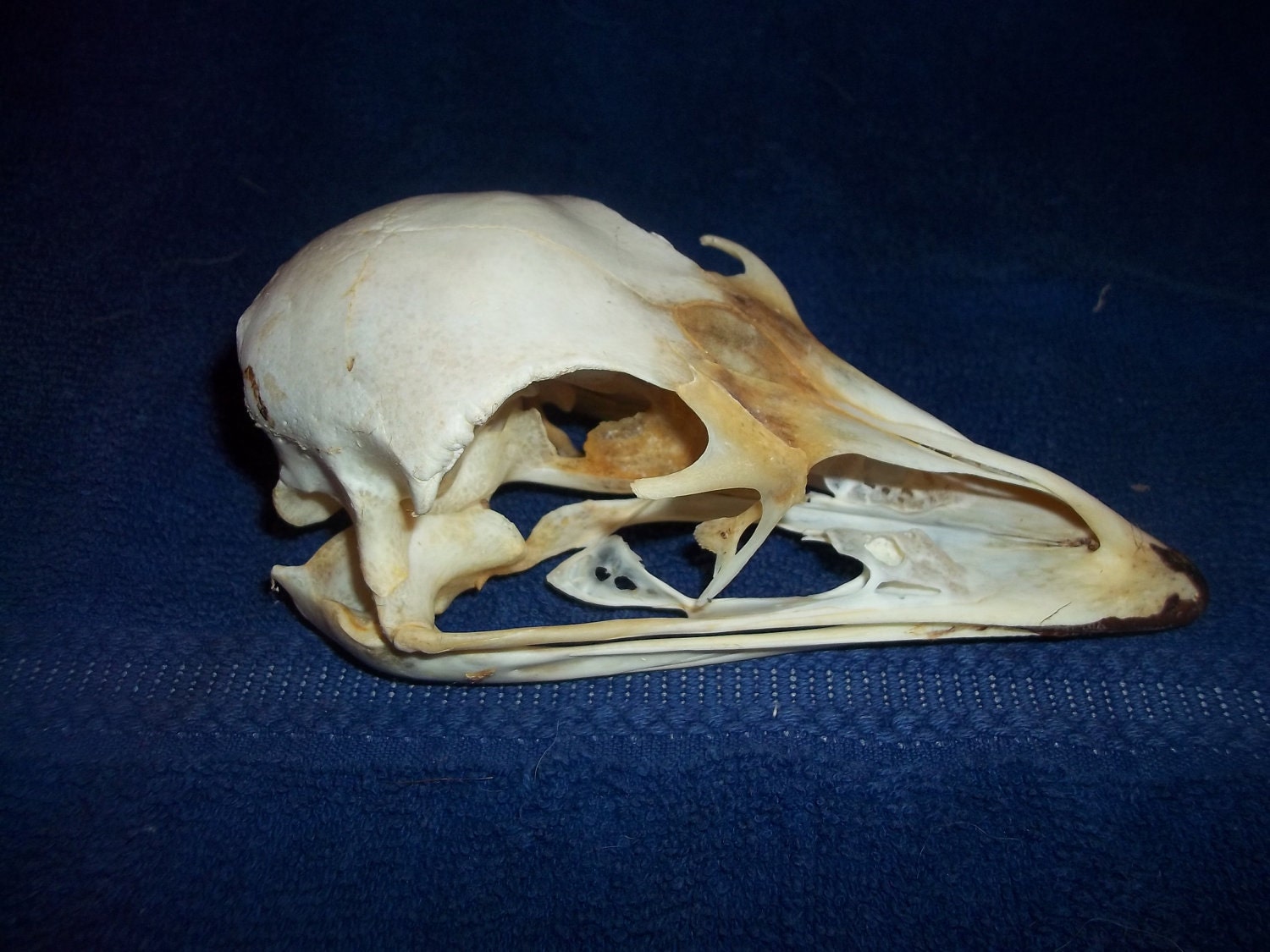 Череп птицы вид сбоку. Череп голуба. Череп птицы. Череп ворона анатомия. Птичий череп.