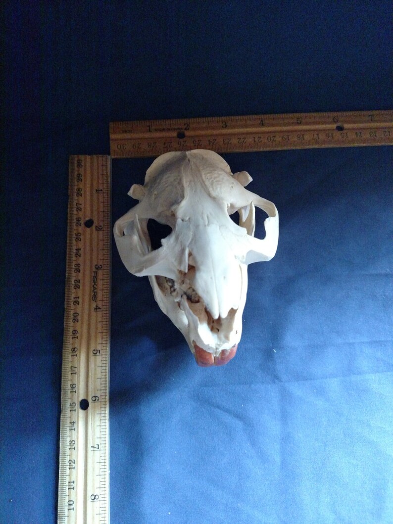 Real animal bone beaver deformed injured skull skeleton head | Etsy