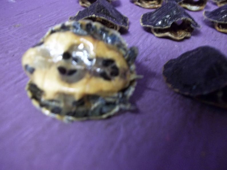 1 Red ear slider turtle THESE ARE DEAD real animal shell ...