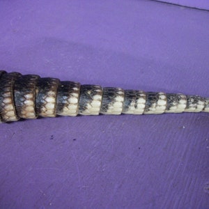 May include: A segmented, tapered tail with a pattern of black and cream-colored bands. The tail is likely from an animal, possibly a reptile, and is displayed against a purple background.