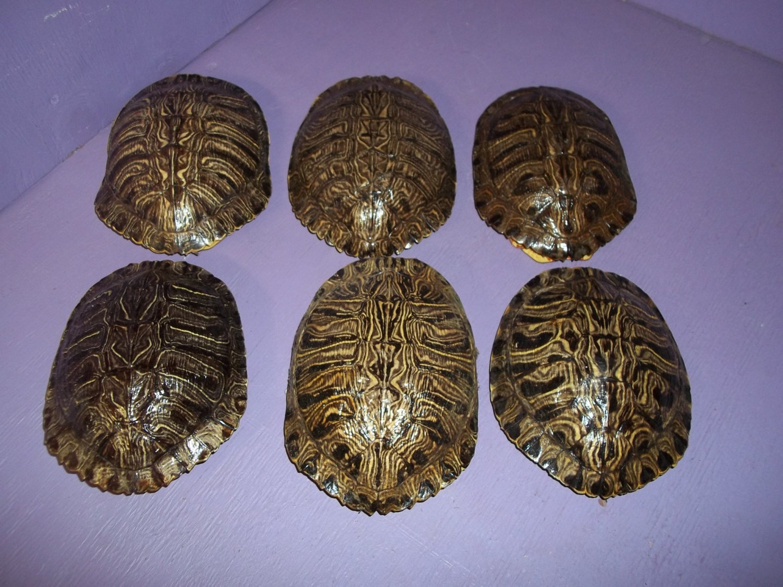 1 Real Animal Red Ear Slider Turtle Shell Part Bone Armor Water ...