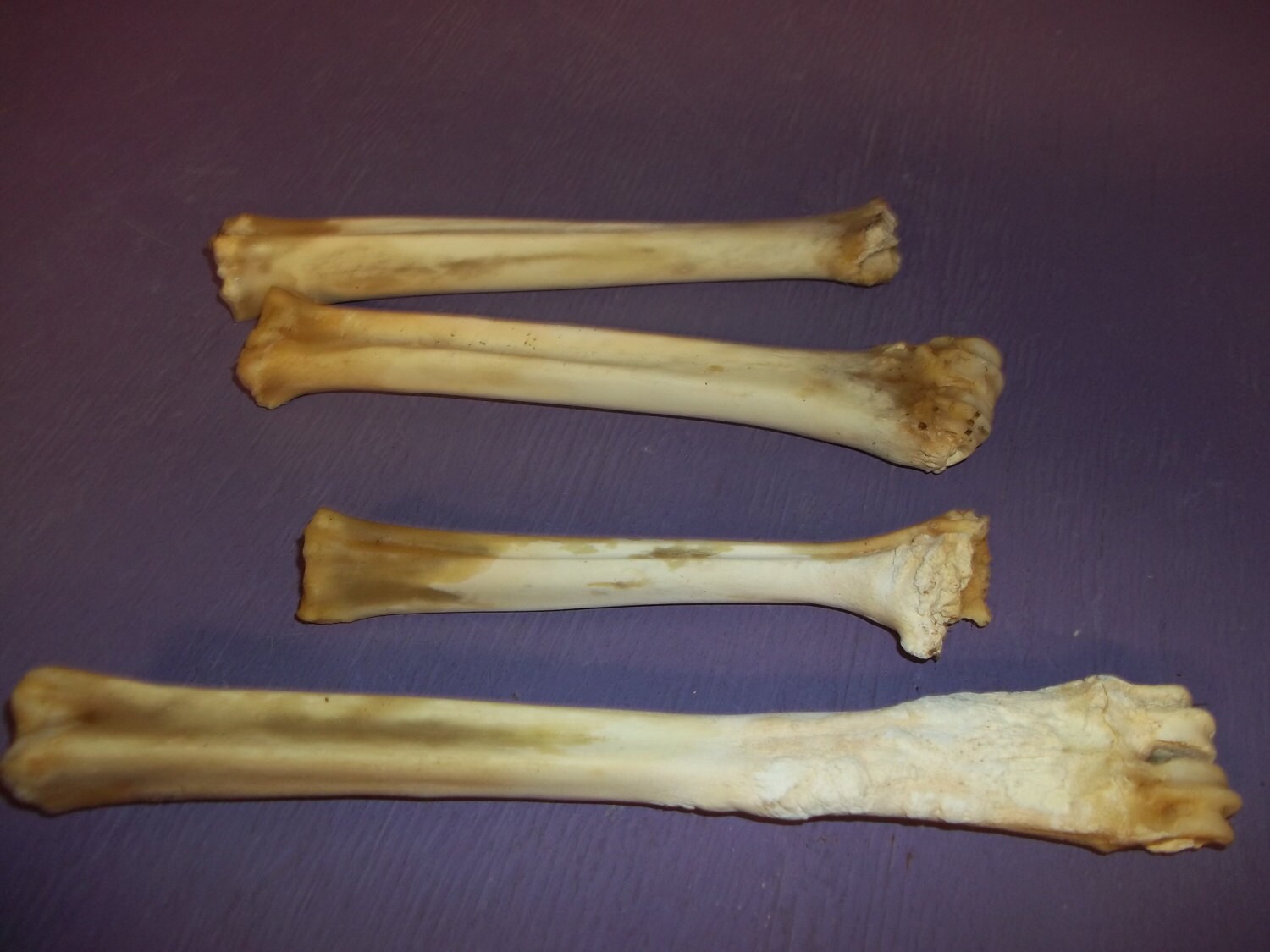 4 Real animal bone deer leg bone toe knuckle foot deformed