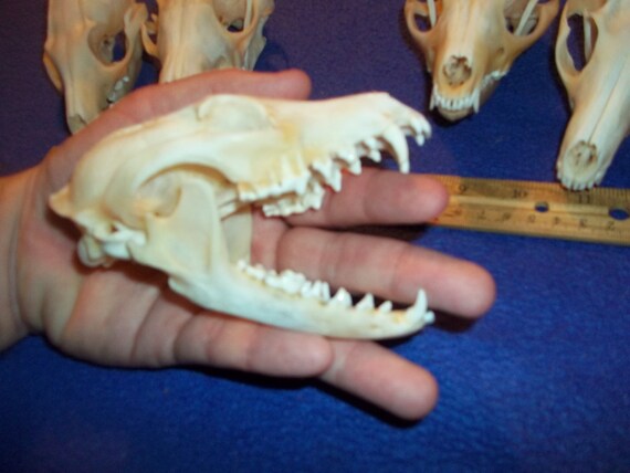SKULL TEETH #1