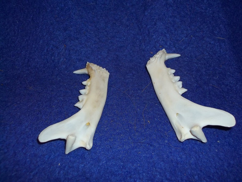 2 Real animal bobcat jaws teeth head skeleton taxidermy ...