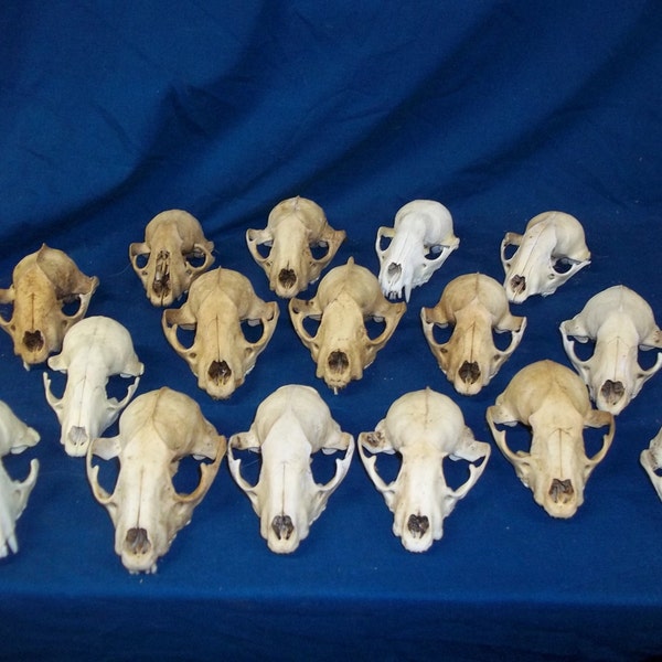 5 animal réel partie tête de raton laveur bizarre taxidermie squelette tête de mort en os