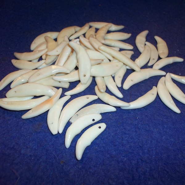 50 drilled real animal bone coyote k-9 fang teeth taxedermy skull head skeleton parts