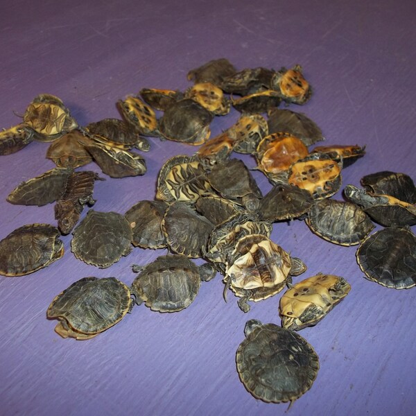 5 Red ear slider turtle real animal shell taxidermy part marine aquatic life We are dead