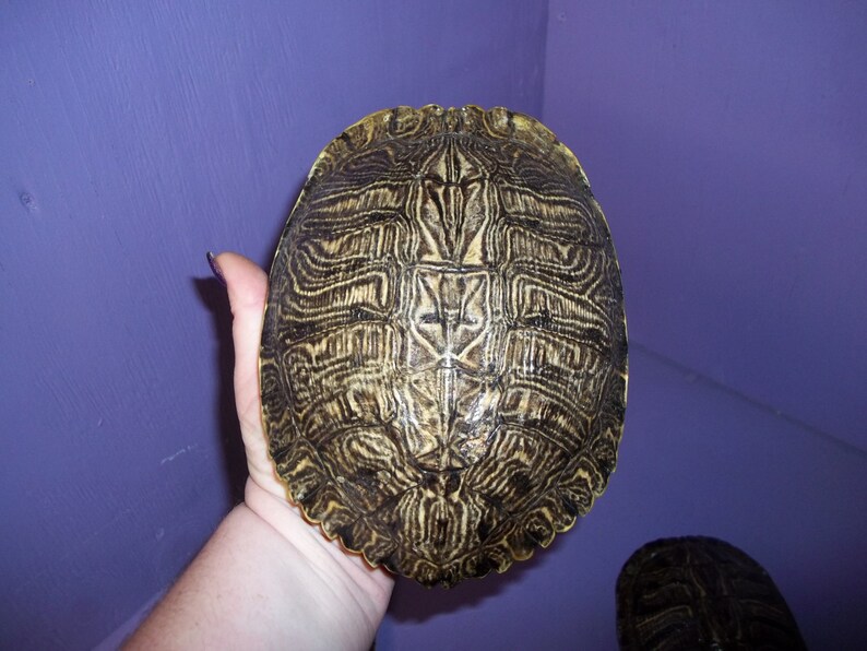 1 Real Animal Red Ear Slider Turtle Shell Part Bone Armor Water ...