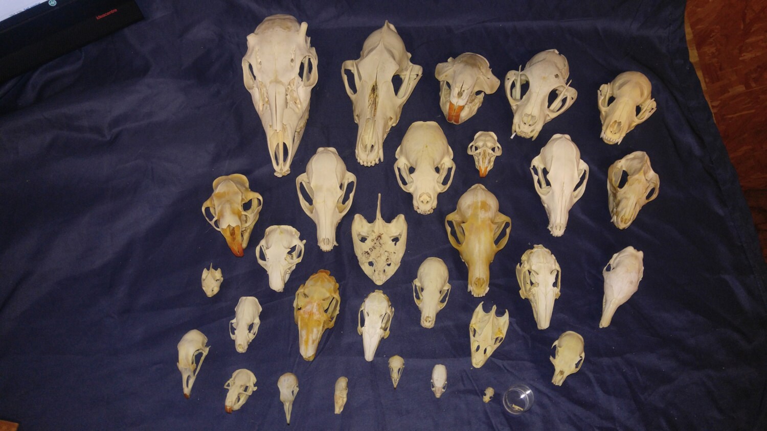 30 real bone animal skulls head part teeth man cave taxidermy Etsy