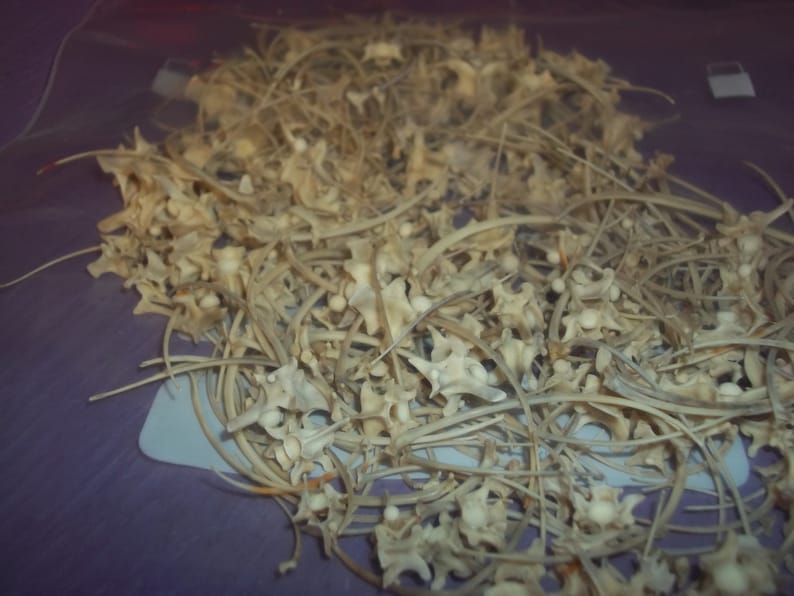 1 bag Real animal bone rattle snake Vertebra and Ribs skeleton | Etsy