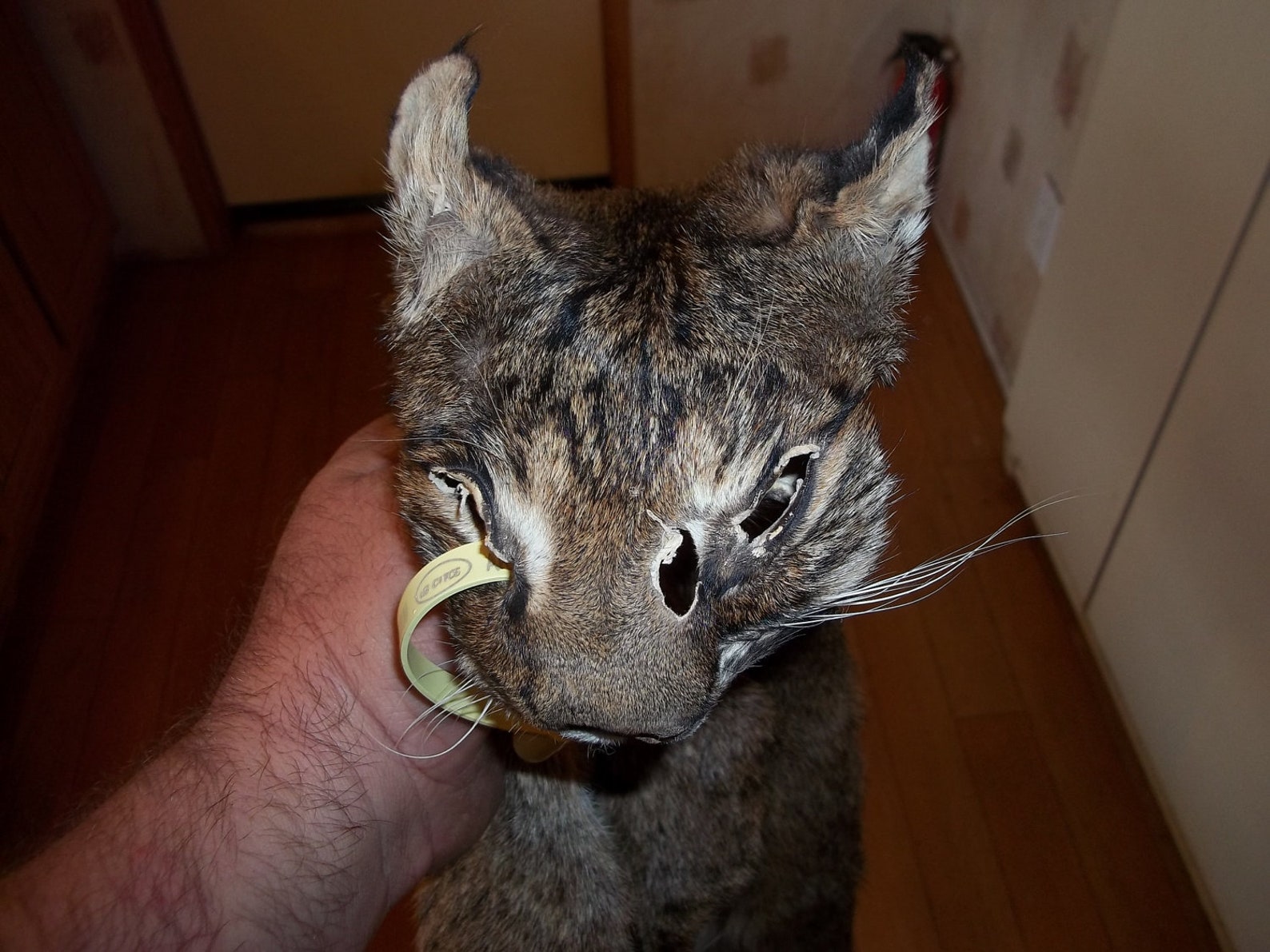 Tanned Bobcat Fur Pelt Real Animal Skin Taxidermy Hide Rug Etsy