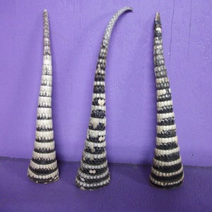 May include: Three rattlesnake tails are displayed against a purple background. The tails are cream and black, with a segmented pattern. The tails are tapered, with the largest at the base and the smallest at the tip.
