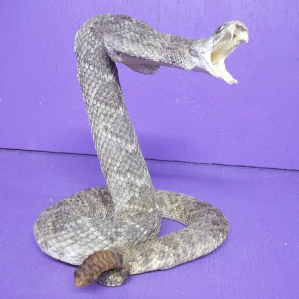 Real animal taxidermy Western Diamond back rattle snake head mount stuffed reptile part man cave piece venom fang teeth tooth