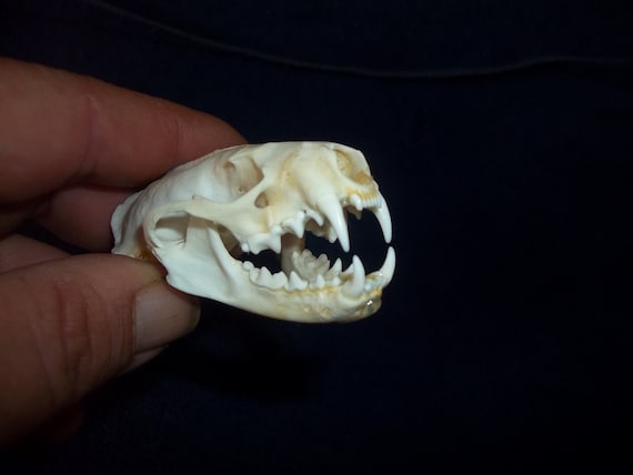 Real Bone Mink Skull