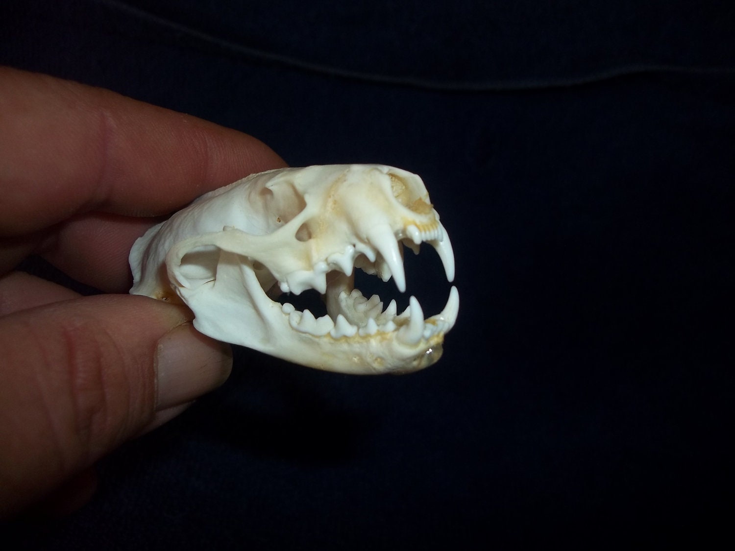Real Animal Bone Mink Skull Part Man Cave Weird Teeth Jaws - Etsy Real Animal Bone Mink Skull Part Man Cave Weird Teeth Jaws - Etsy