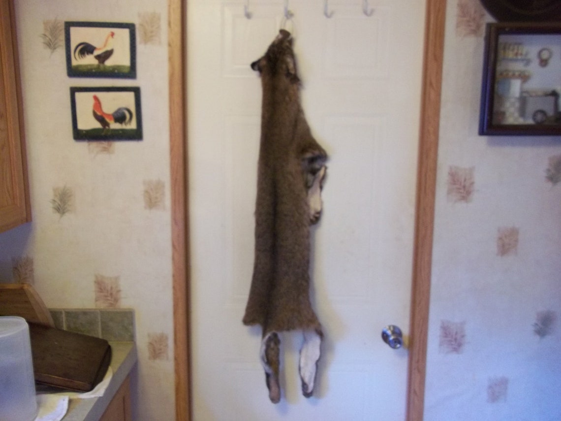 Tanned Bobcat Fur Pelt Real Animal Skin Taxidermy Hide Rug Etsy