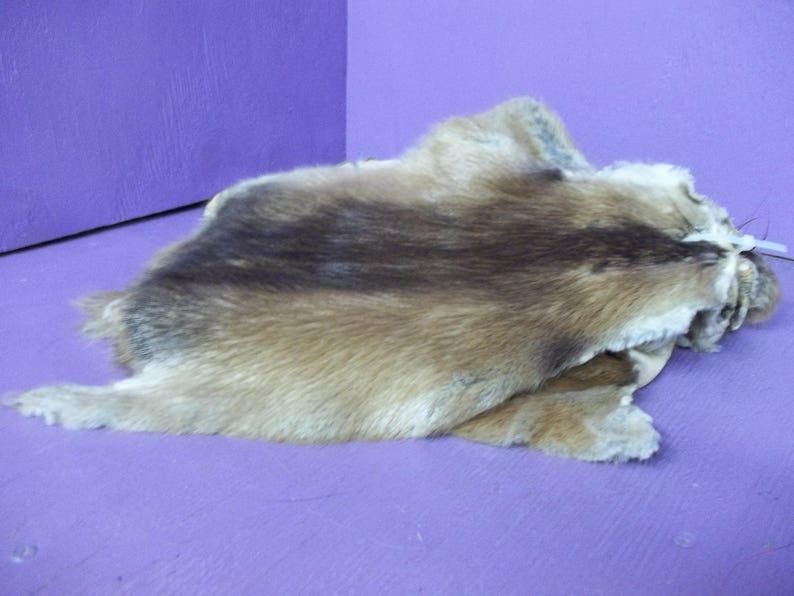 1 Real animal tanned muskrat fur pelt leather hide craft Etsy