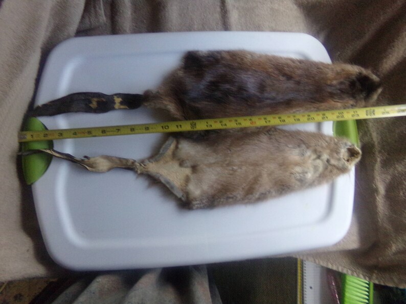 1 Real animal tanned muskrat fur pelt leather hide craft Etsy