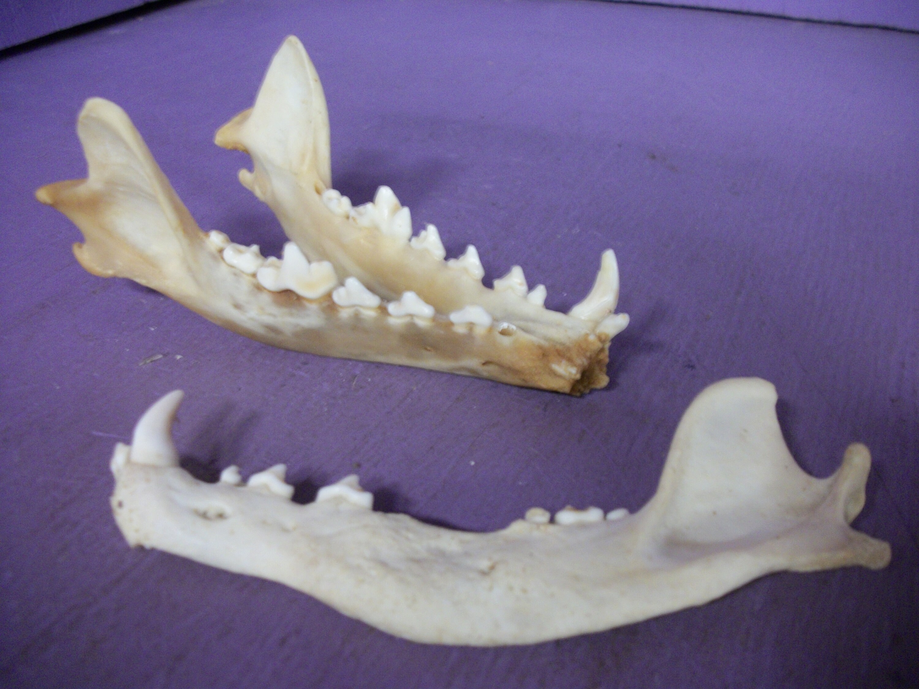 3 Real Animal Jaw Bone Deformed Skull Skeleton Head Taxidermy - Etsy  Singapore