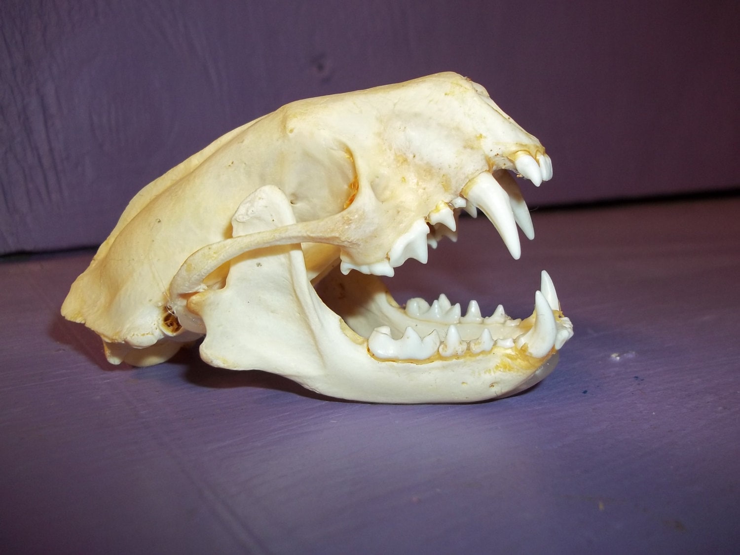 Skunk skull real animal taxidermy skeleton head weird man cave Etsy