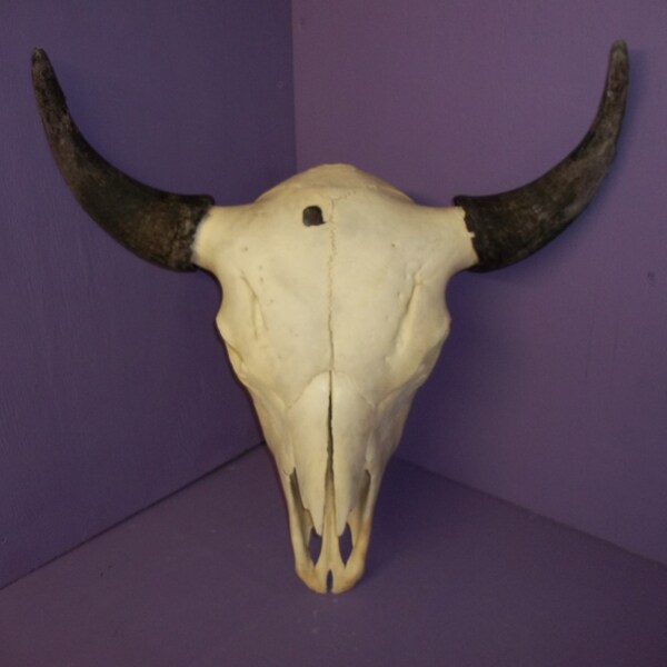 Real animal Buffalo taxidermy head  skeleton skull bone horn teeth cow part piece